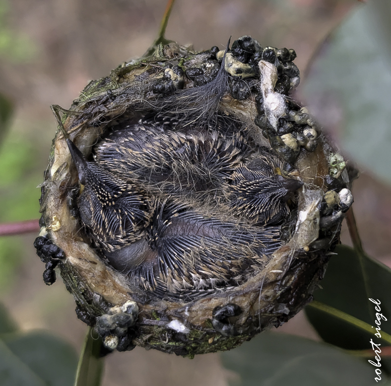 emily renzel wetlands 2026